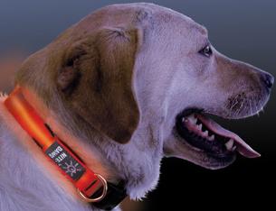 Hundebedarf und Ausr�stung