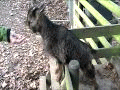 B�ckchen im Wildpark