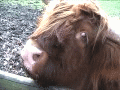 Mufflon 