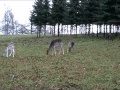 Rotwild im Siebengebirge