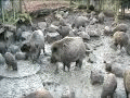 Wildschweine im Wildpark Siebengebirge